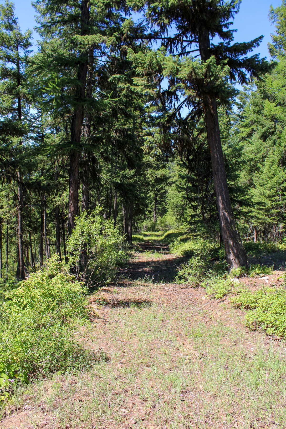 Tract 2 Pardee Flat Road Property Photo 6