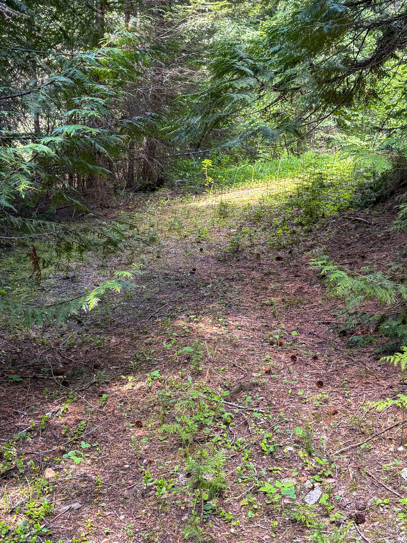 Tract 2 Pardee Flat Road Property Photo 25