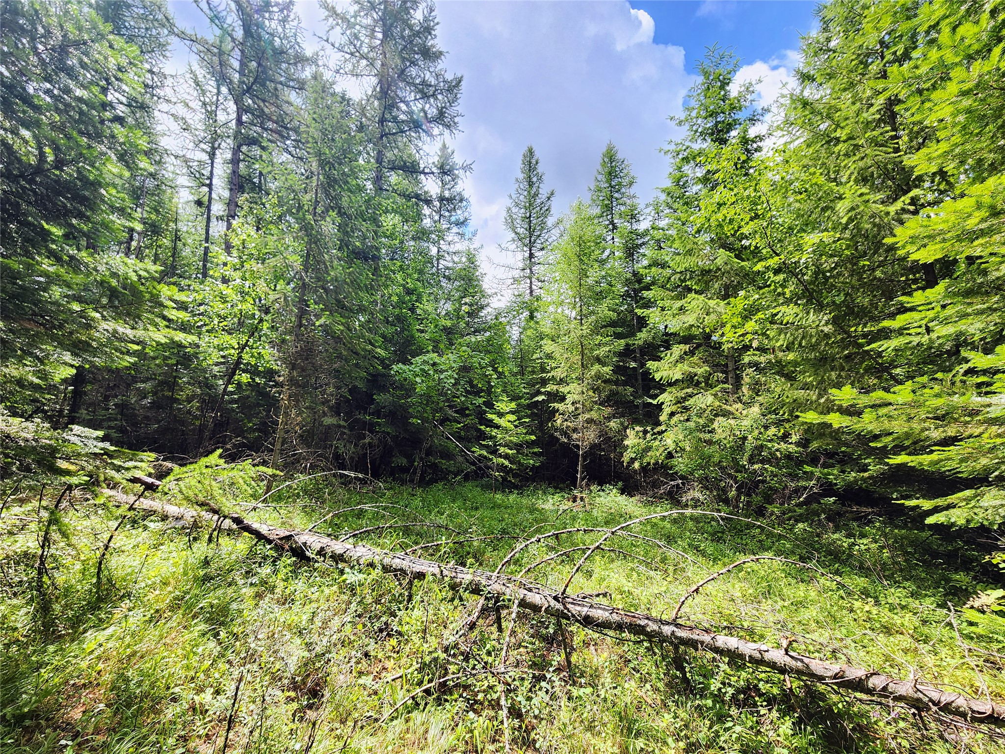 13727 Big Hawk Drive Property Photo 4