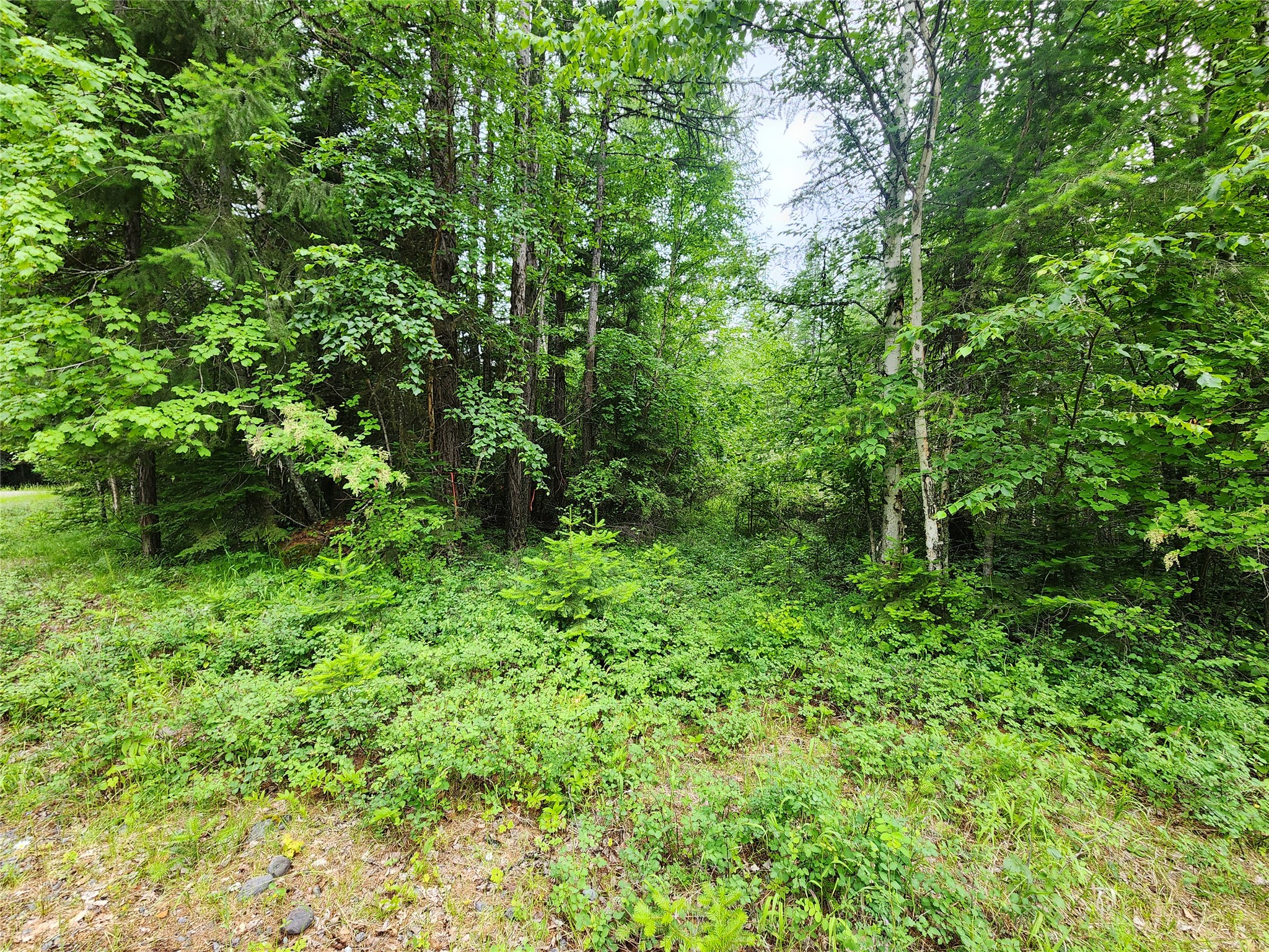 13727 Big Hawk Drive Property Photo 8