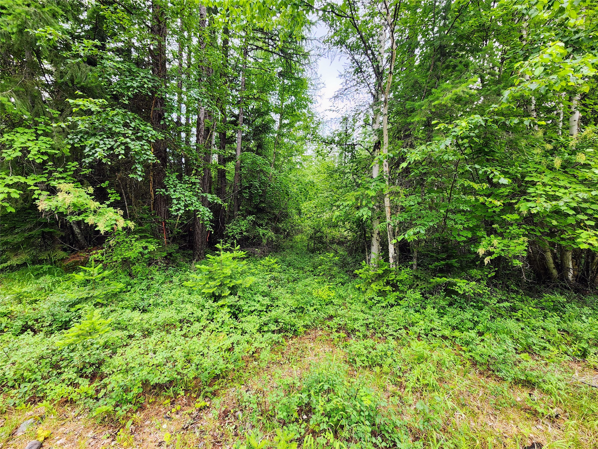 13727 Big Hawk Drive Property Photo 21