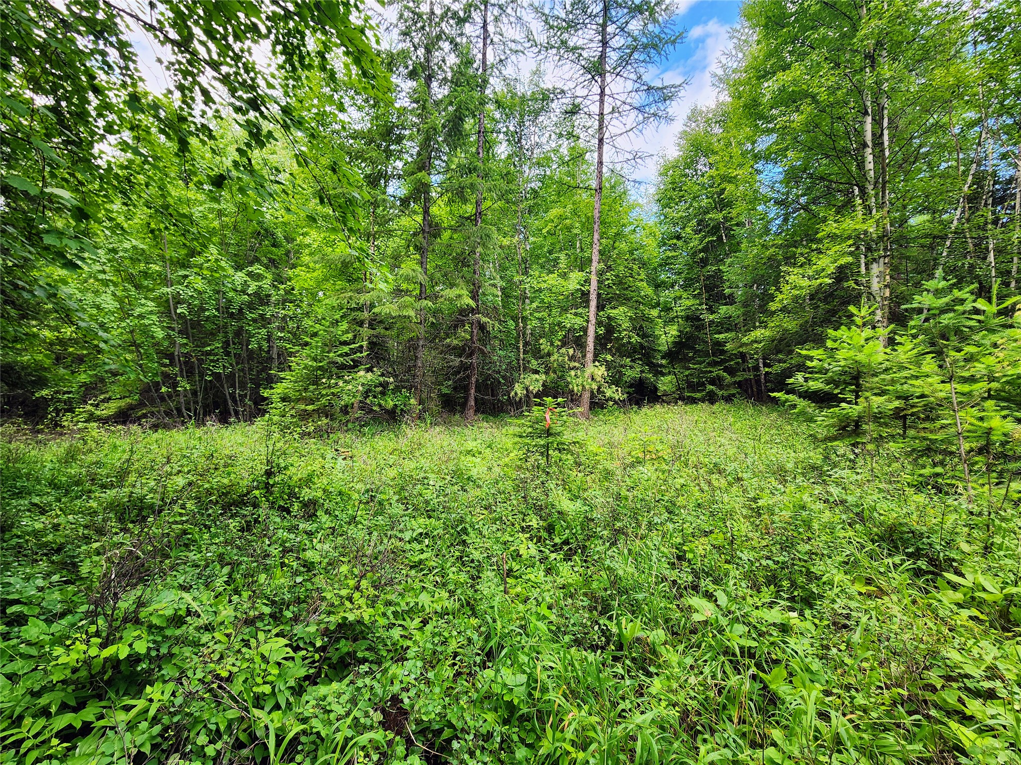 13727 Big Hawk Drive Property Photo 23