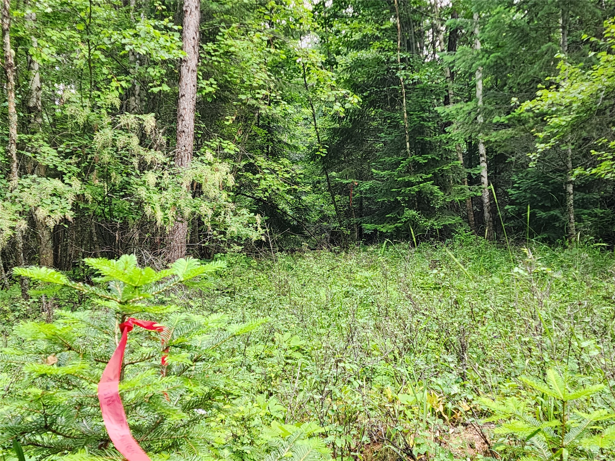 13727 Big Hawk Drive Property Photo 26
