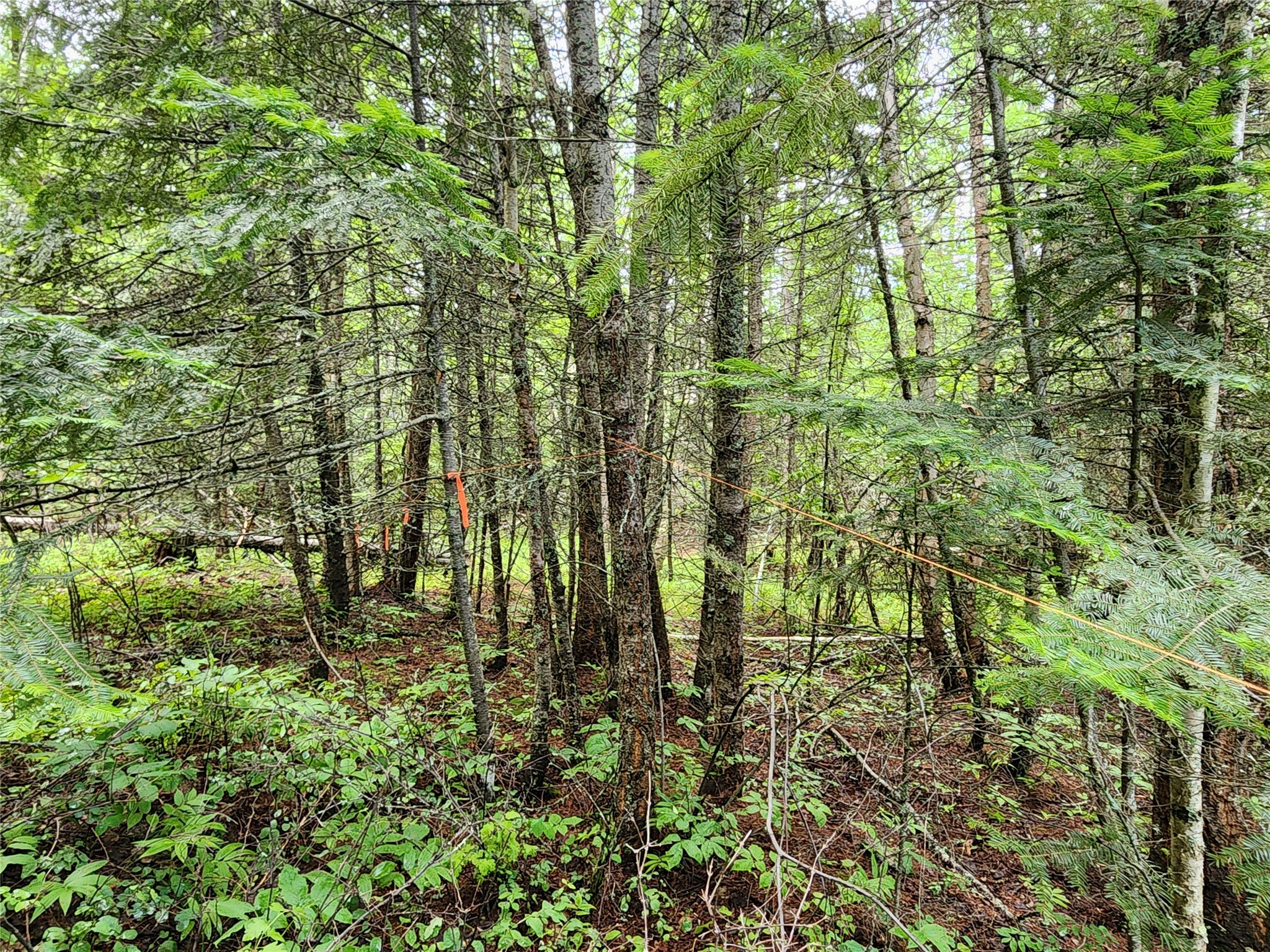 13727 Big Hawk Drive Property Photo 29