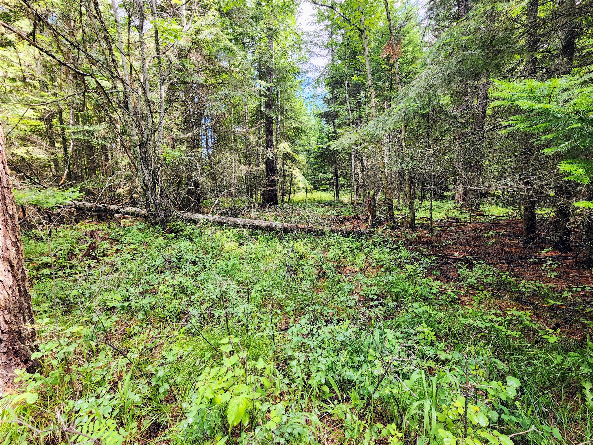 13727 Big Hawk Drive Property Photo 33