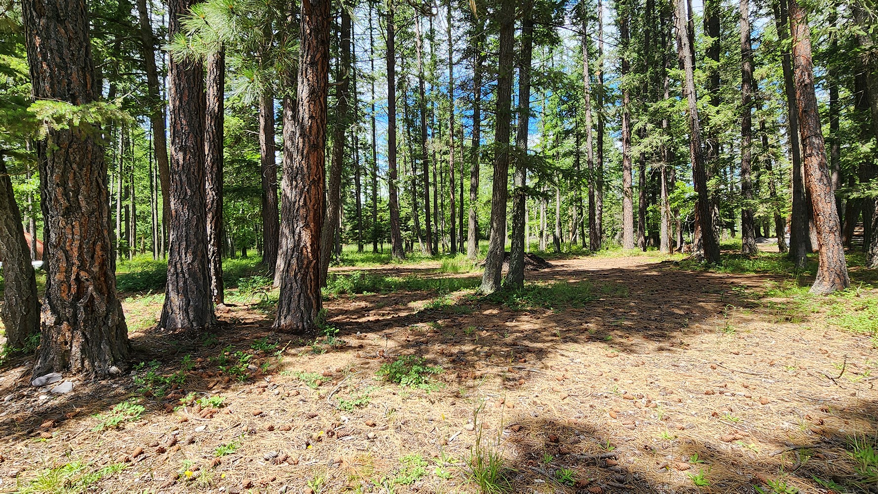 12430 Rippling Waters Road Property Photo 6