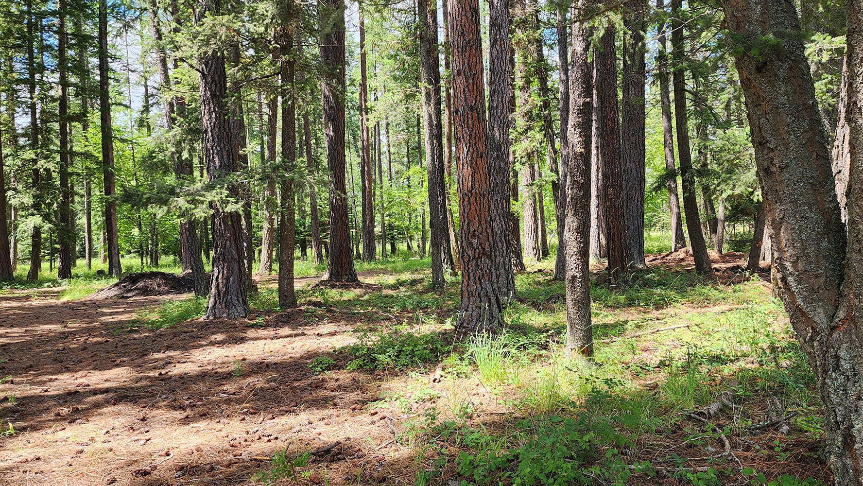 12430 Rippling Waters Road Property Photo 22