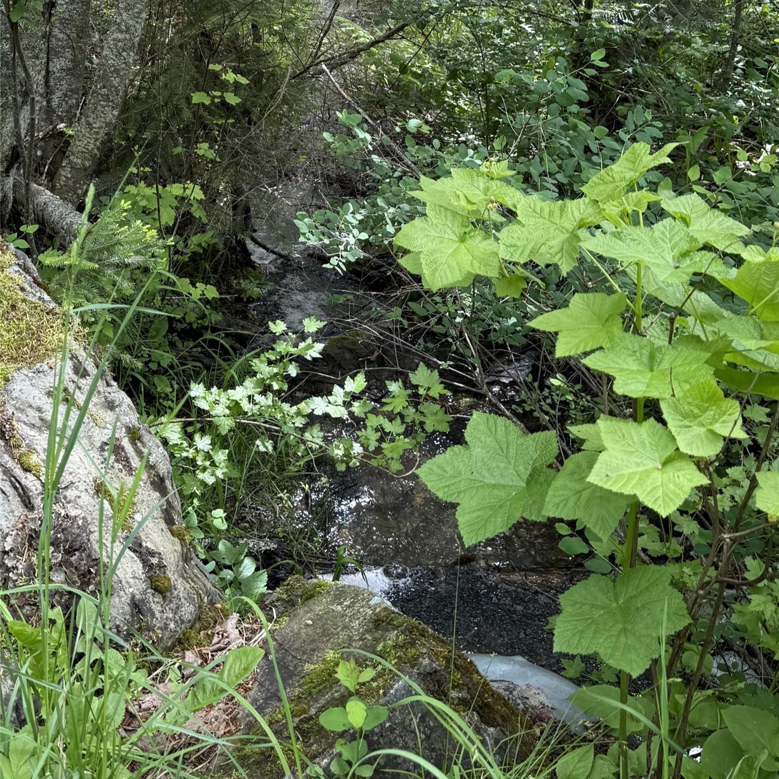 Nhn Peach Park Loop Property Photo 9