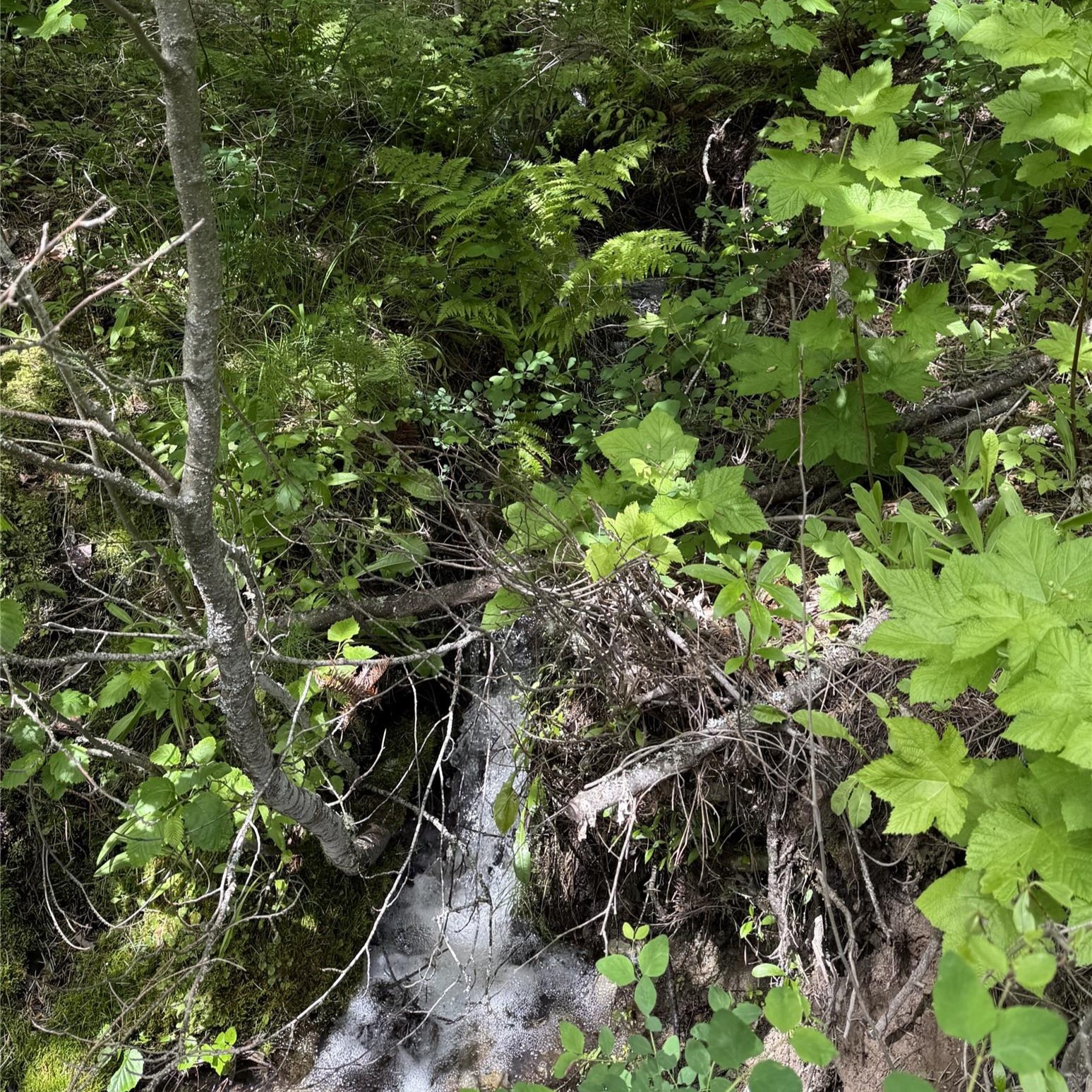 Nhn Peach Park Loop Property Photo 10