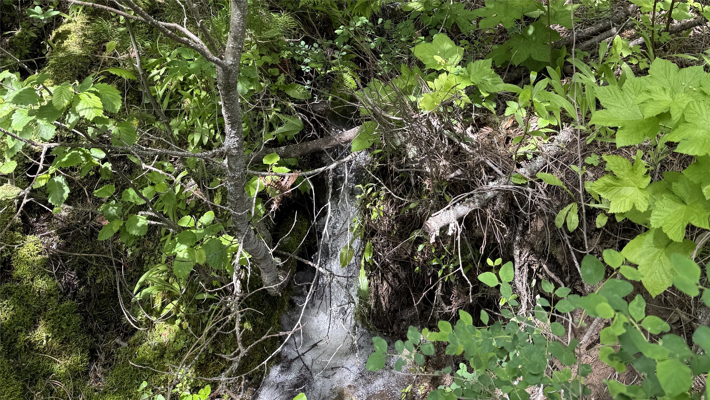 Nhn Peach Park Loop Property Photo 5