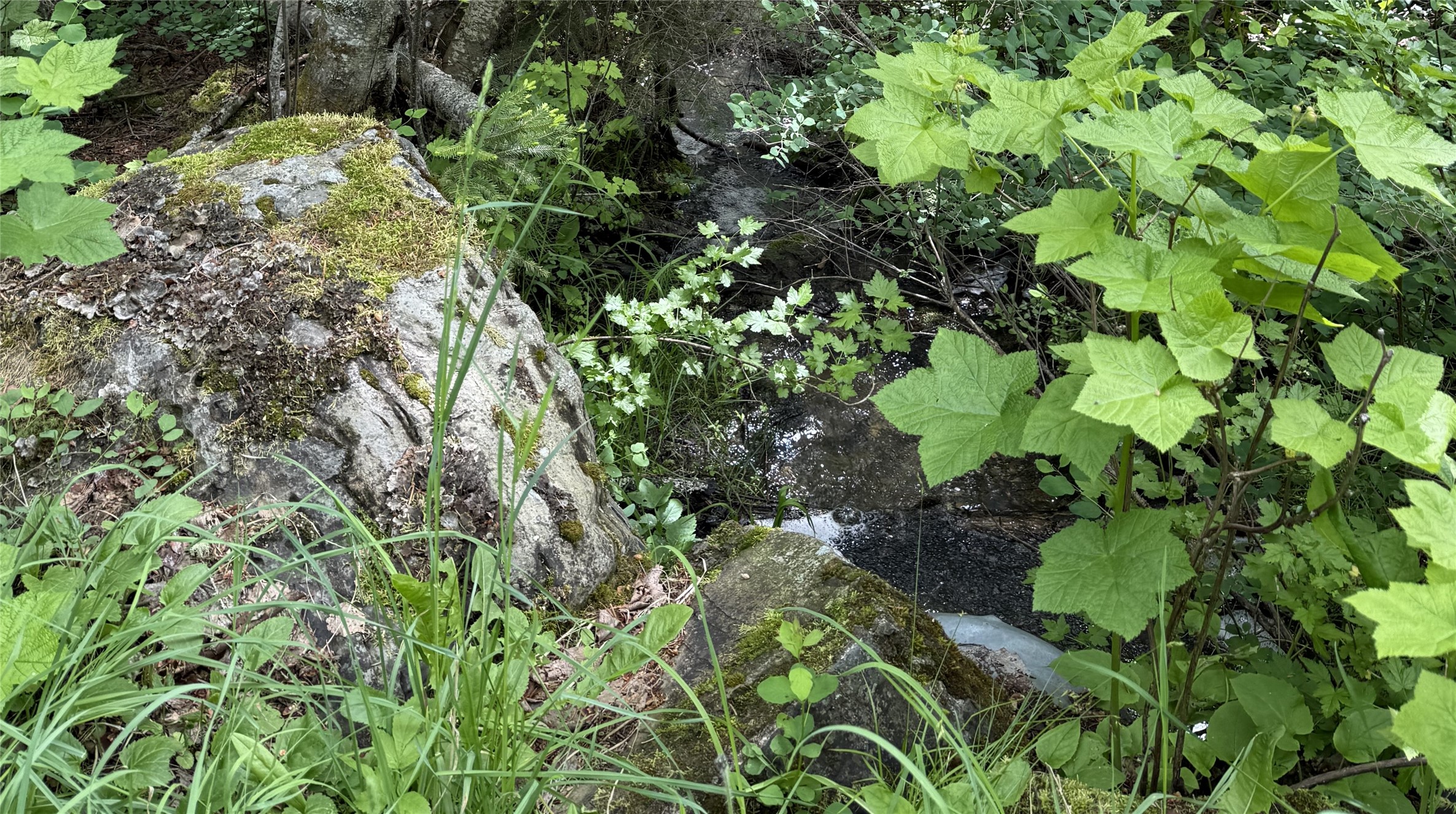 Nhn Peach Park Loop Property Photo 6