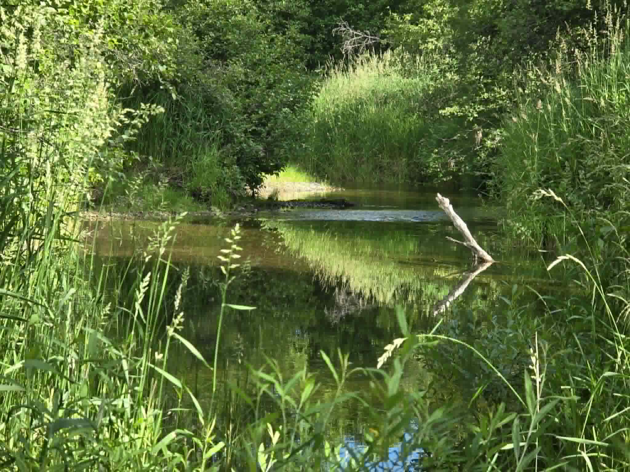 31975 South Fork Yaak River Road Property Photo 14
