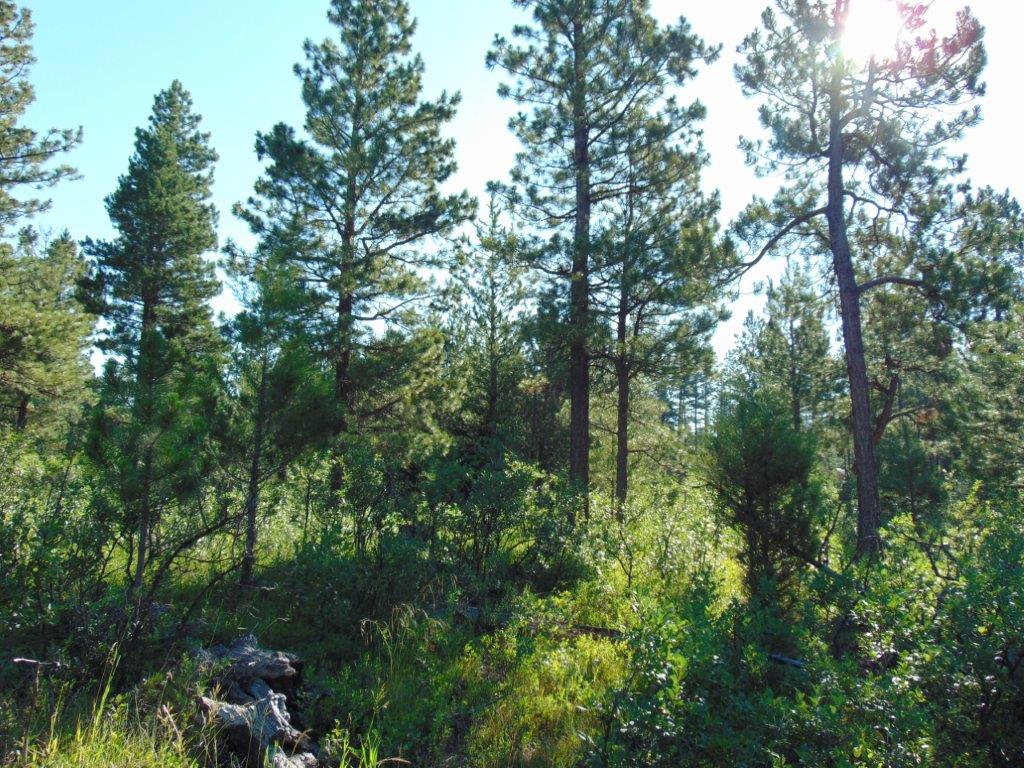 4615 Abe Lincoln Road Property Photo 15