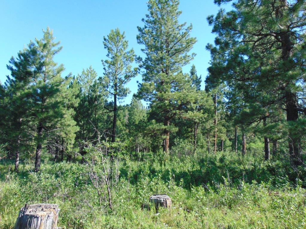 4615 Abe Lincoln Road Property Photo 16