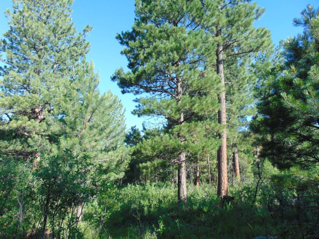 4615 Abe Lincoln Road Property Photo 20