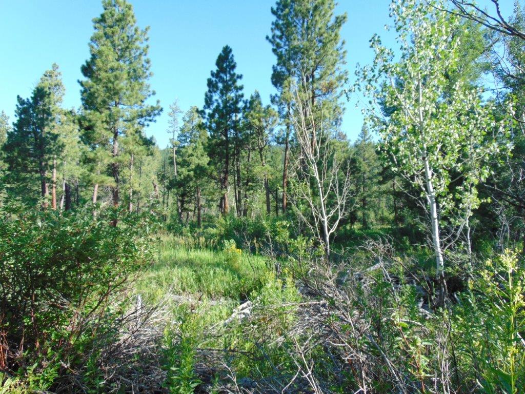4615 Abe Lincoln Road Property Photo 29