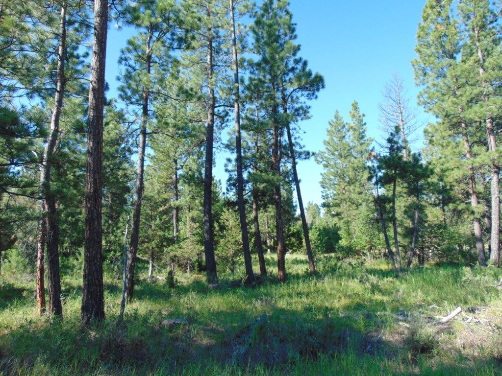 4615 Abe Lincoln Road Property Photo 49
