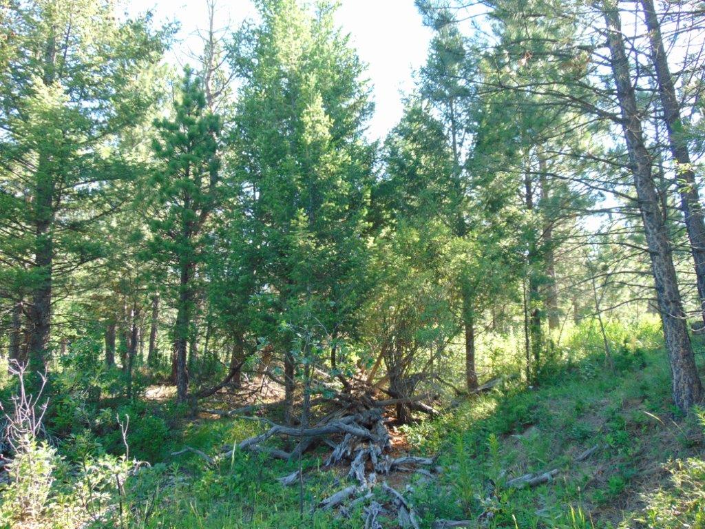 4615 Abe Lincoln Road Property Photo 83