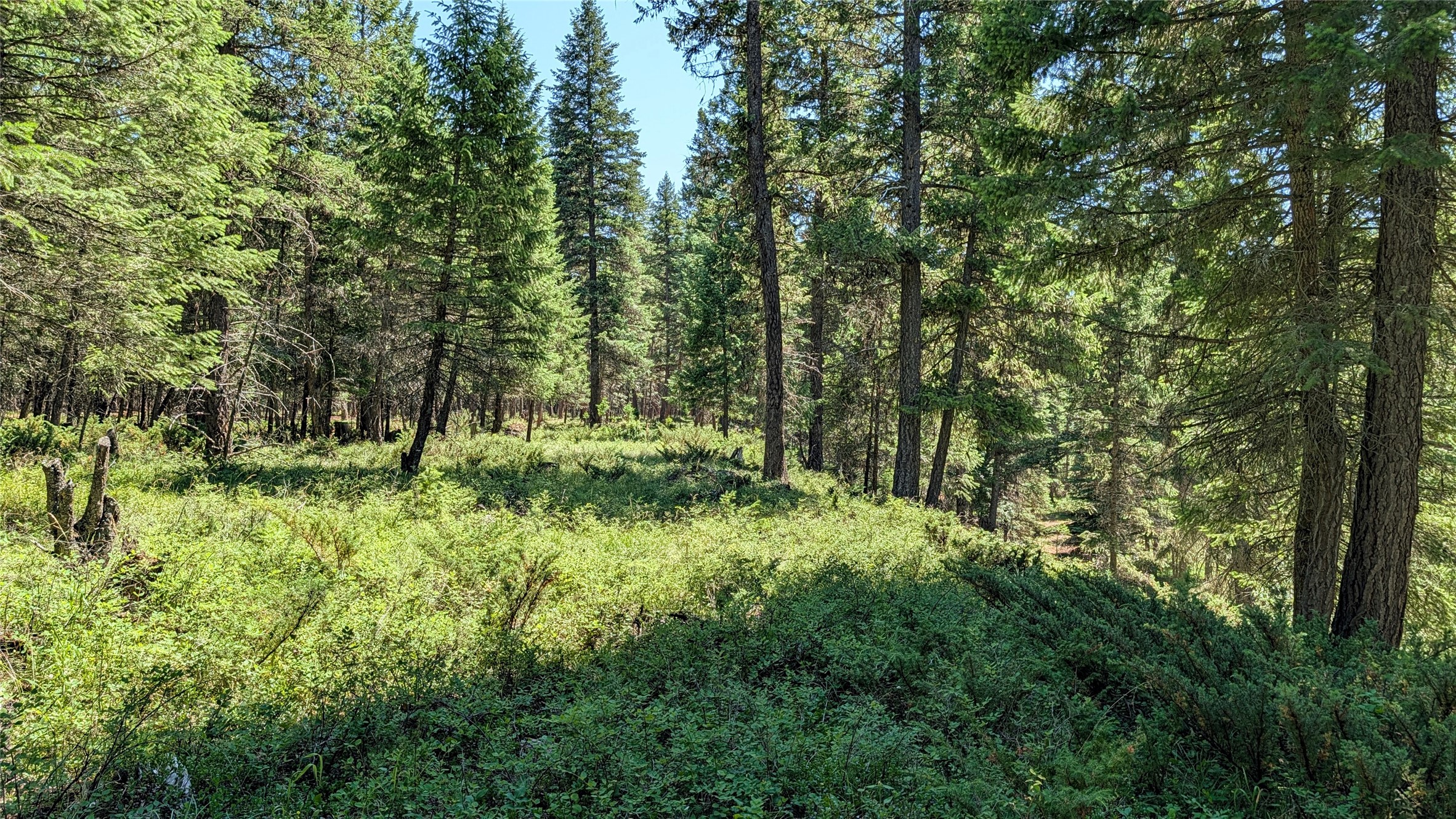 1550 Lost Creek Drive Property Photo 18