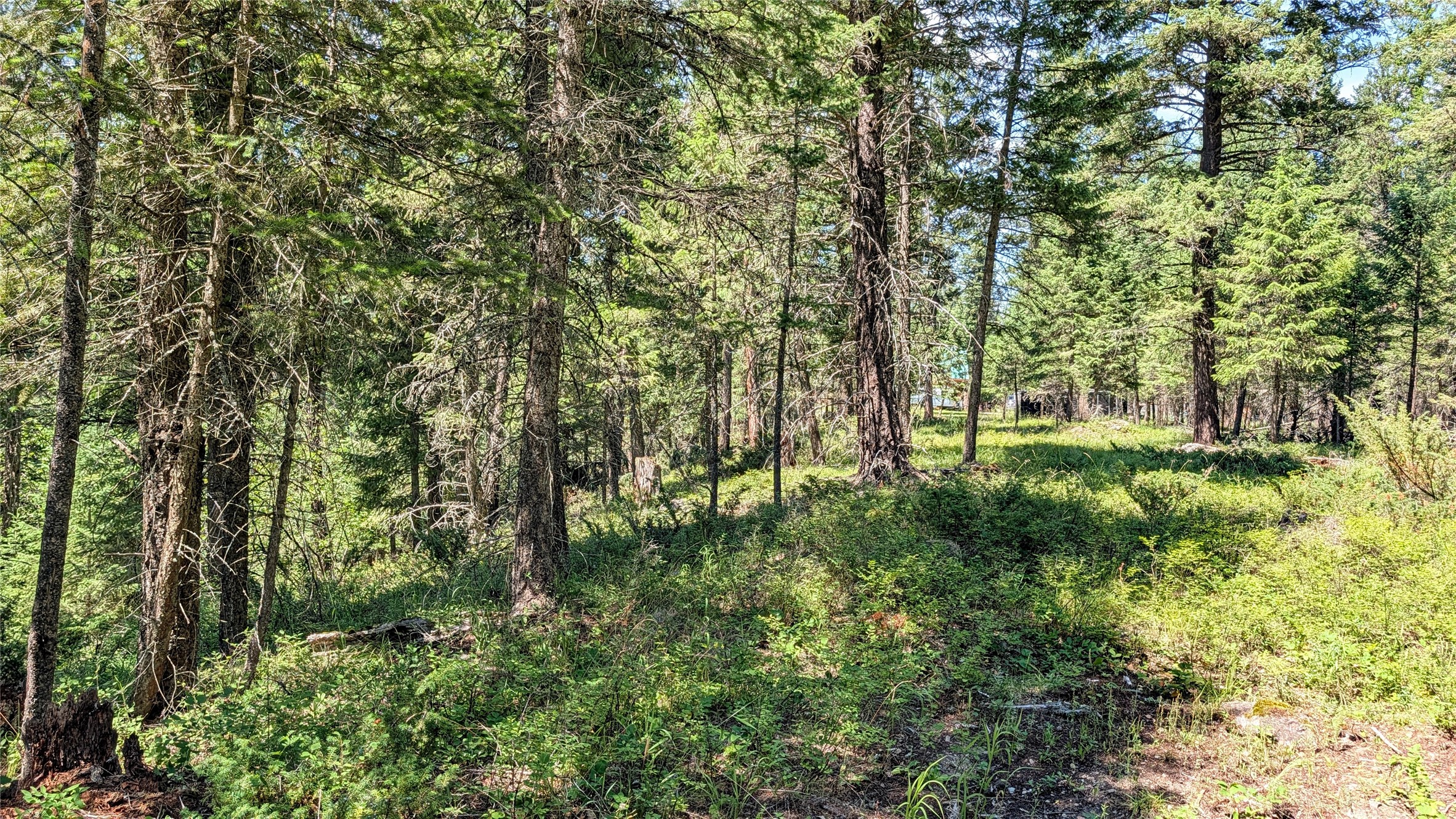 1550 Lost Creek Drive Property Photo 19