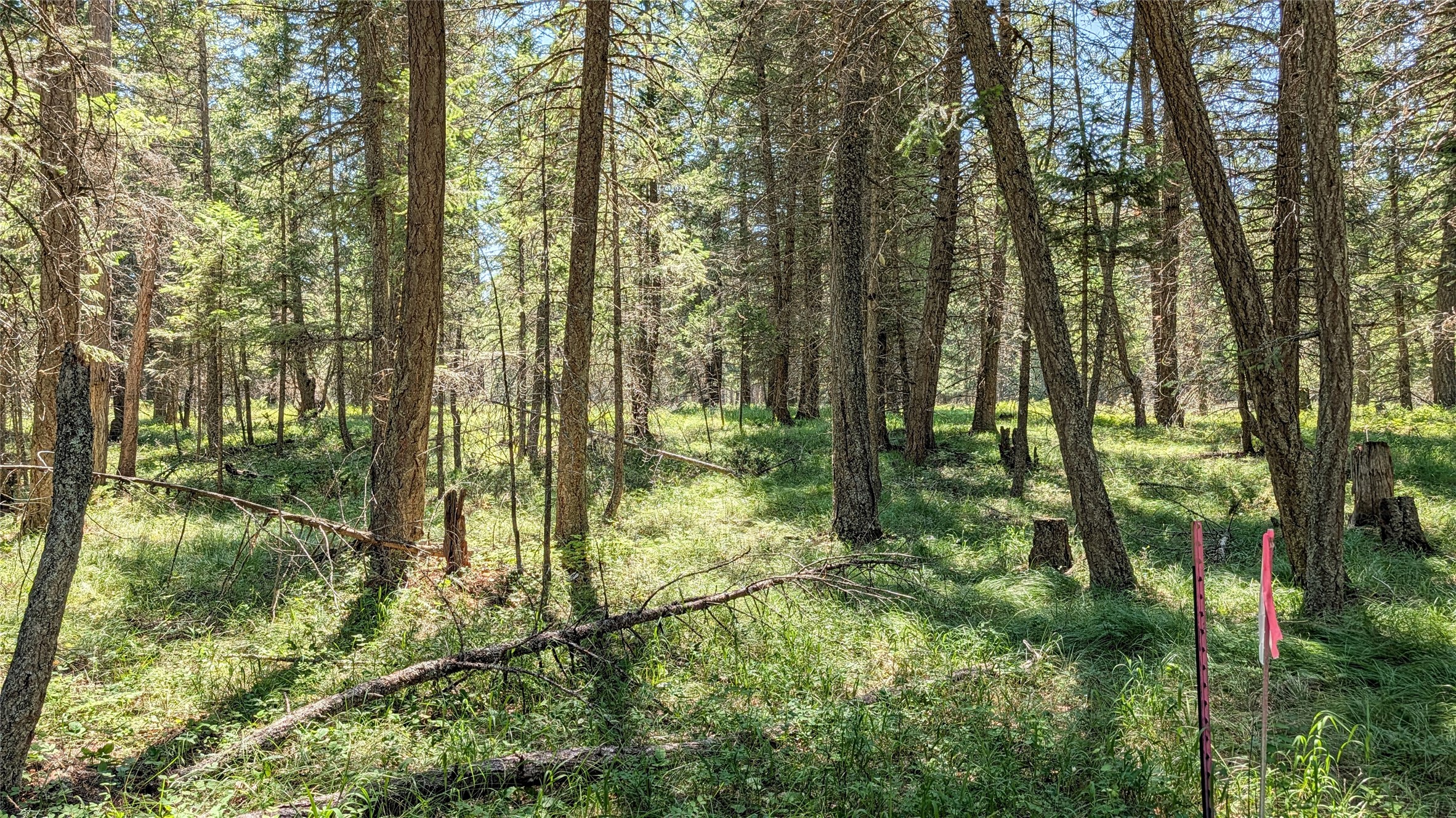 1550 Lost Creek Drive Property Photo 21