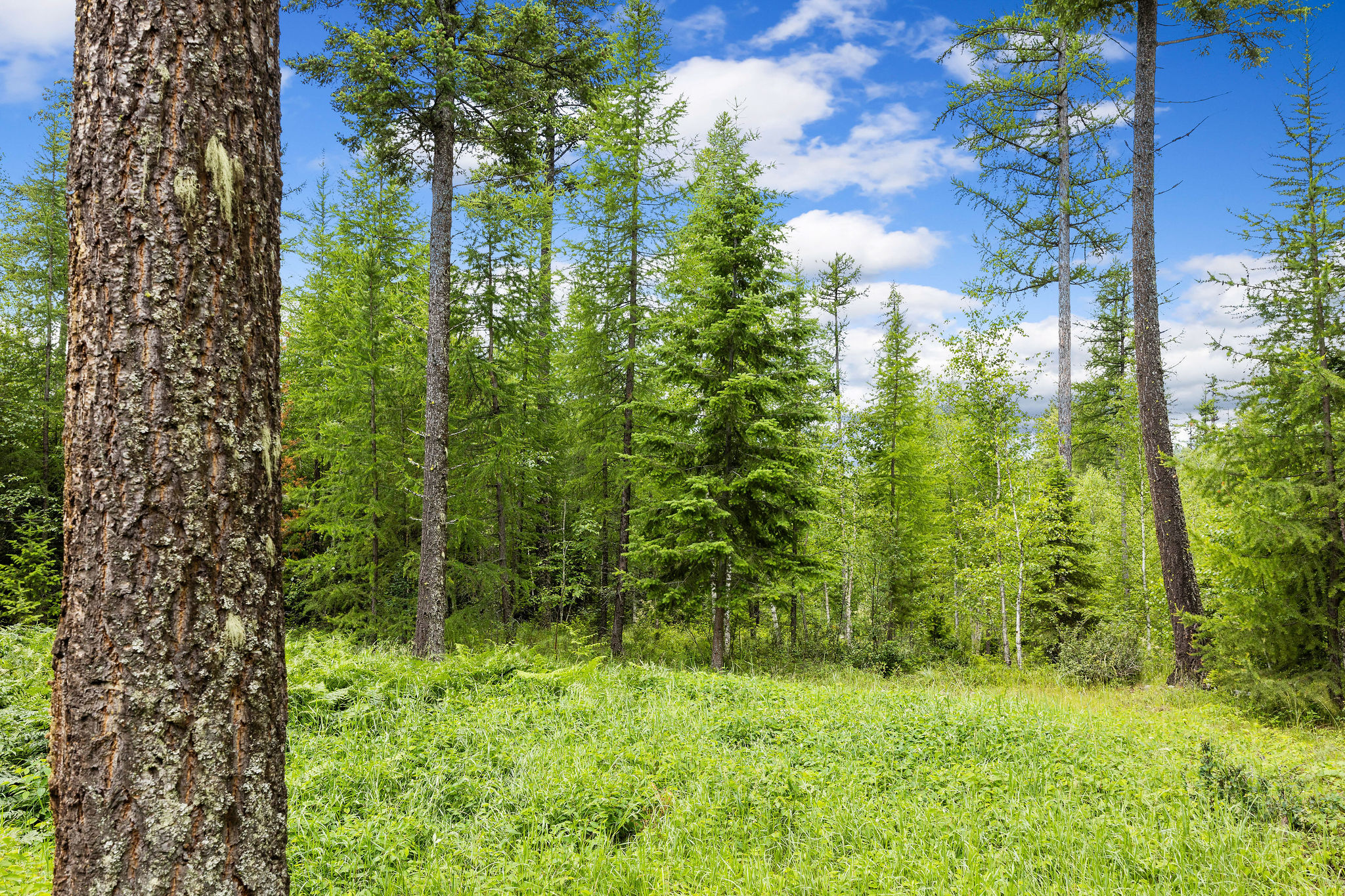 70 Big Cedar Property Photo 68