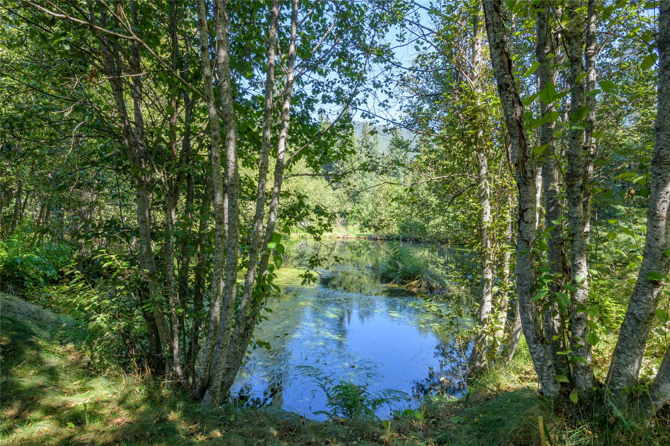 8160 W Fork Petty Creek Road Property Photo 49