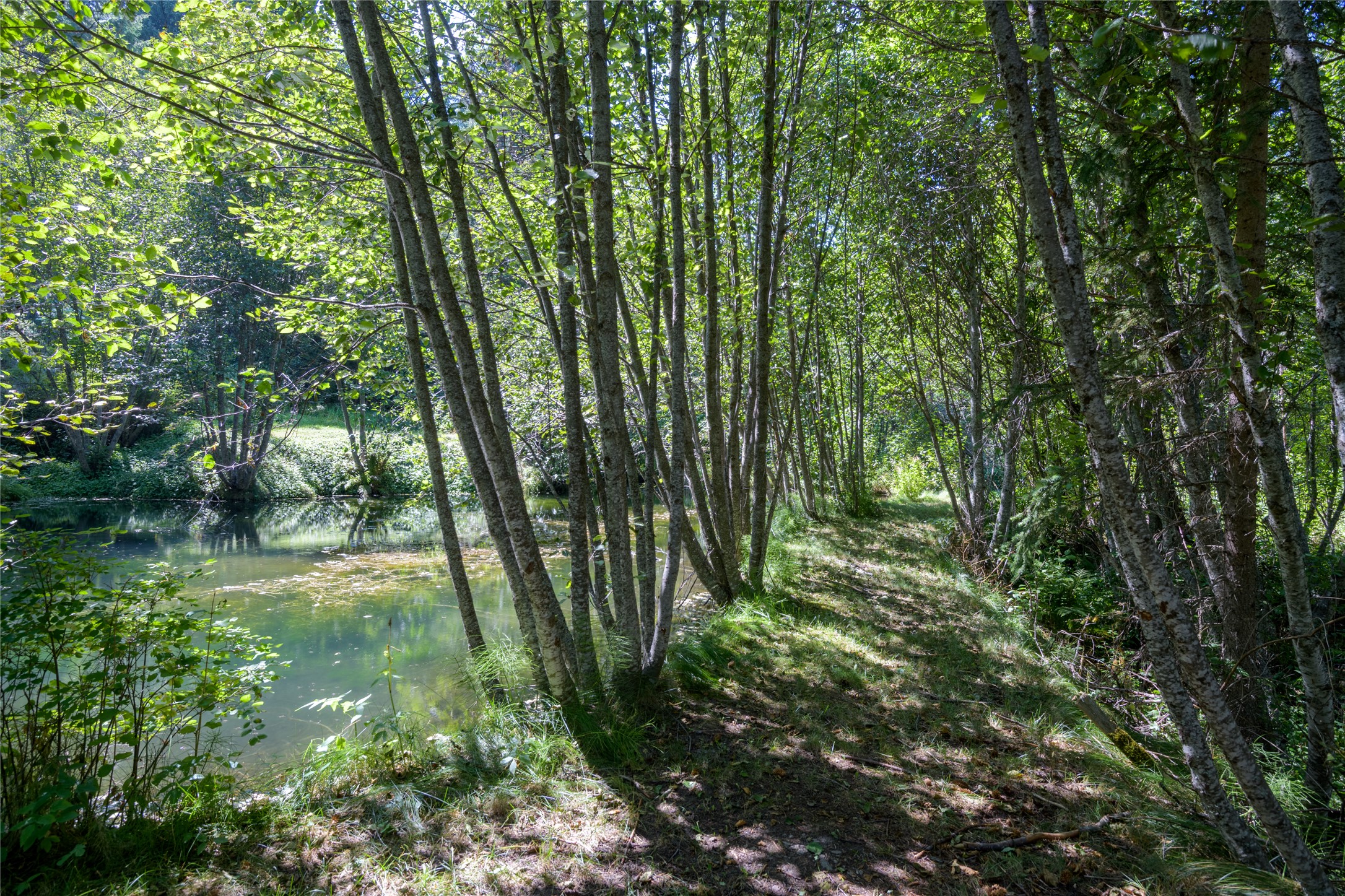 8160 W Fork Petty Creek Road Property Photo 50