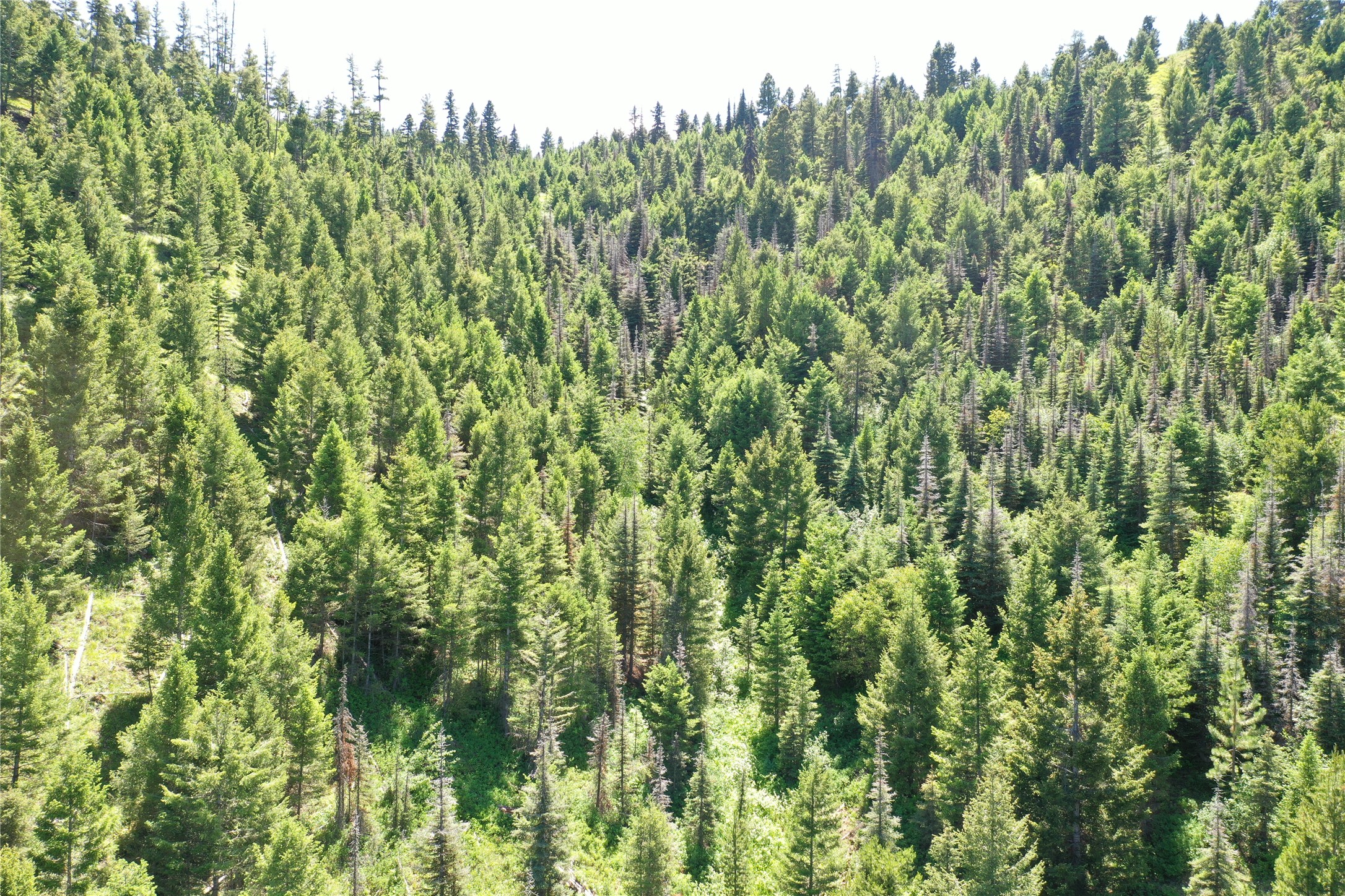 13 Tract, Garnet Range Property Photo 9