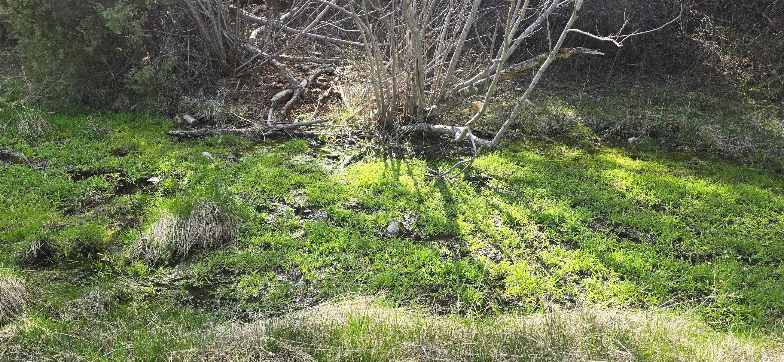 1 Tract, Bull Elk Property Photo 6