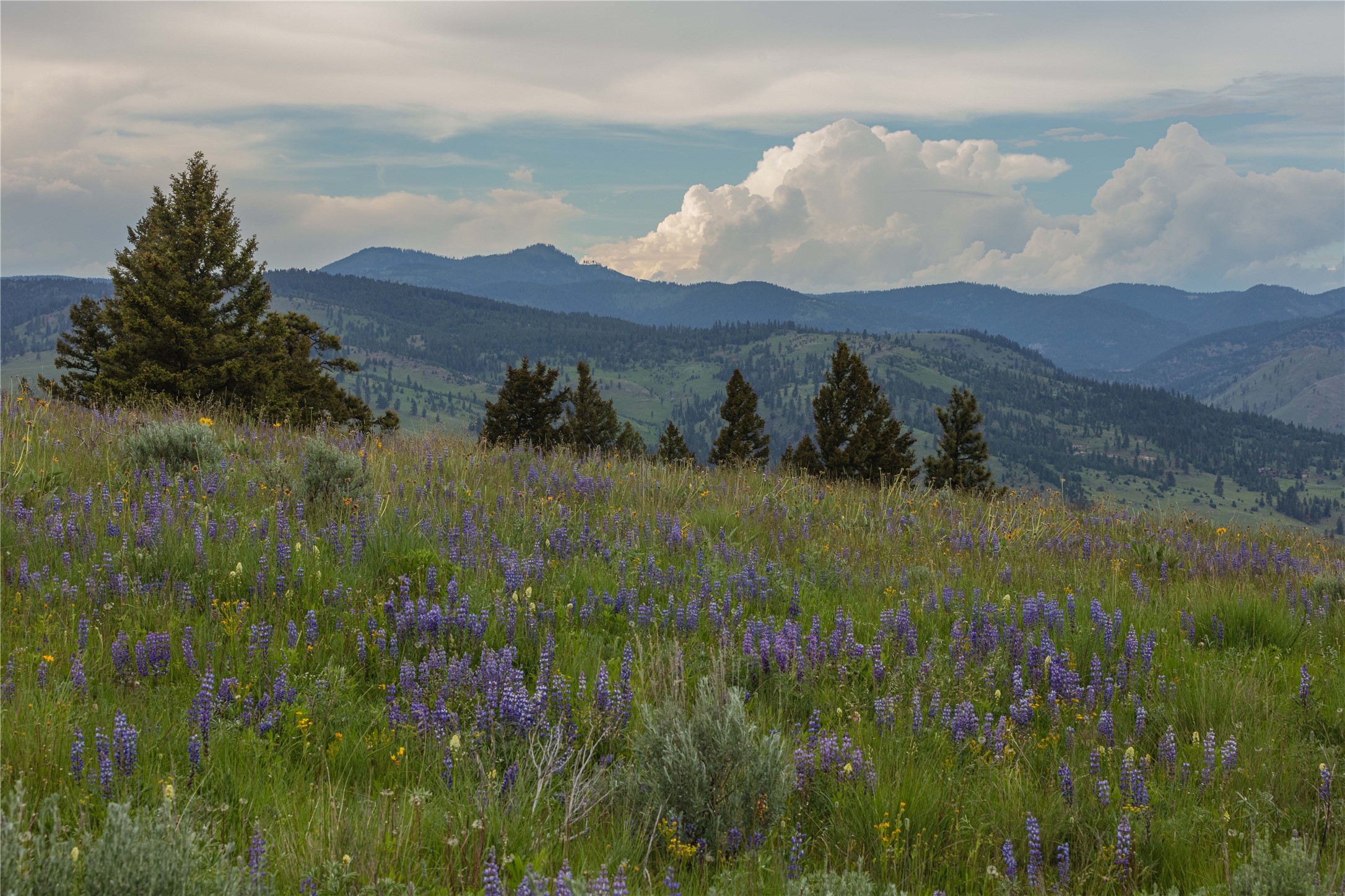 3 Tract, Bull Elk Property Photo 1