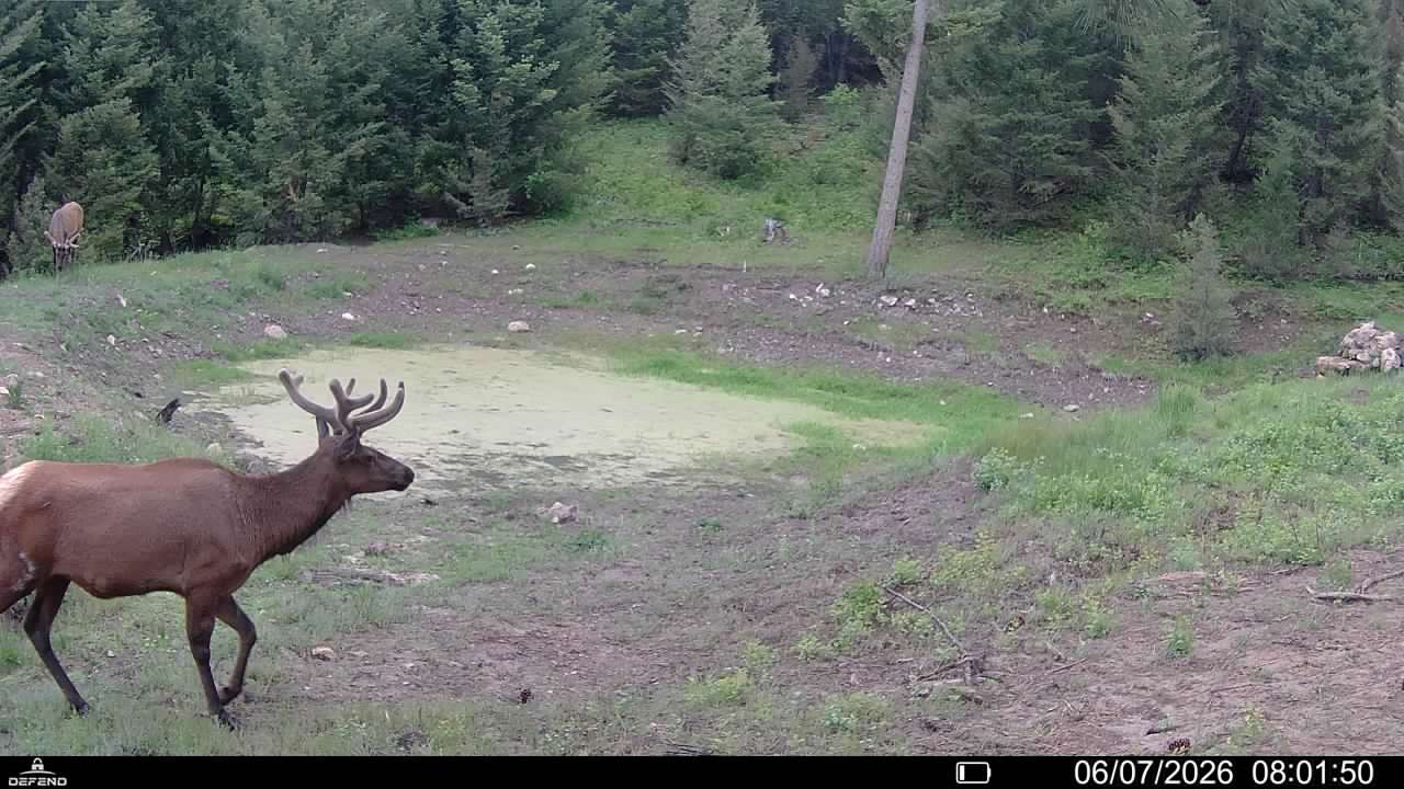 4 Tract, Bull Elk Property Photo 6