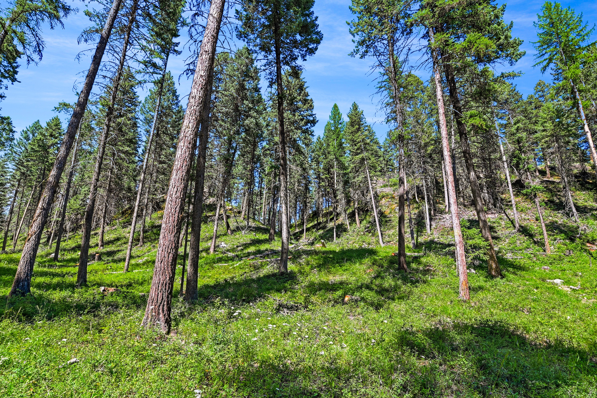 1082 Whitefish Ridge Road Property Photo 21