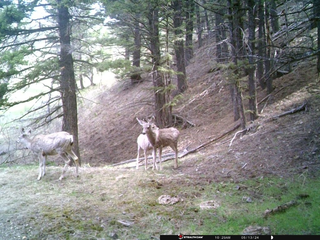 Banner Clancy Creek Road Property Photo 10
