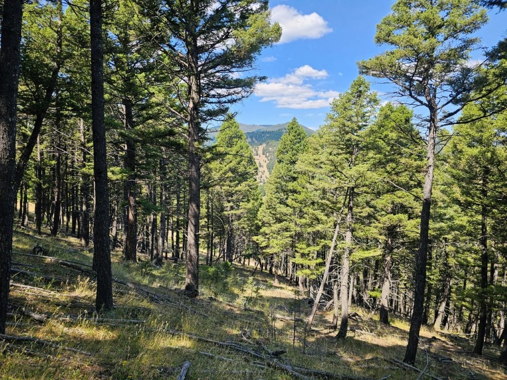 Banner Clancy Creek Road Property Photo 18