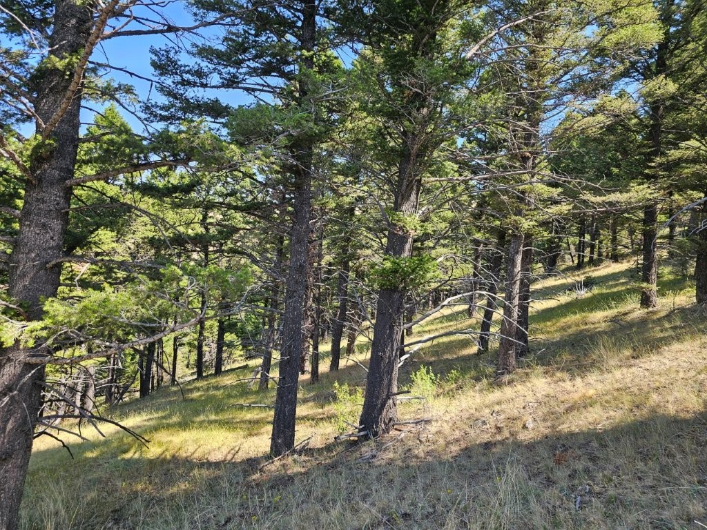 Banner Clancy Creek Road Property Photo 23