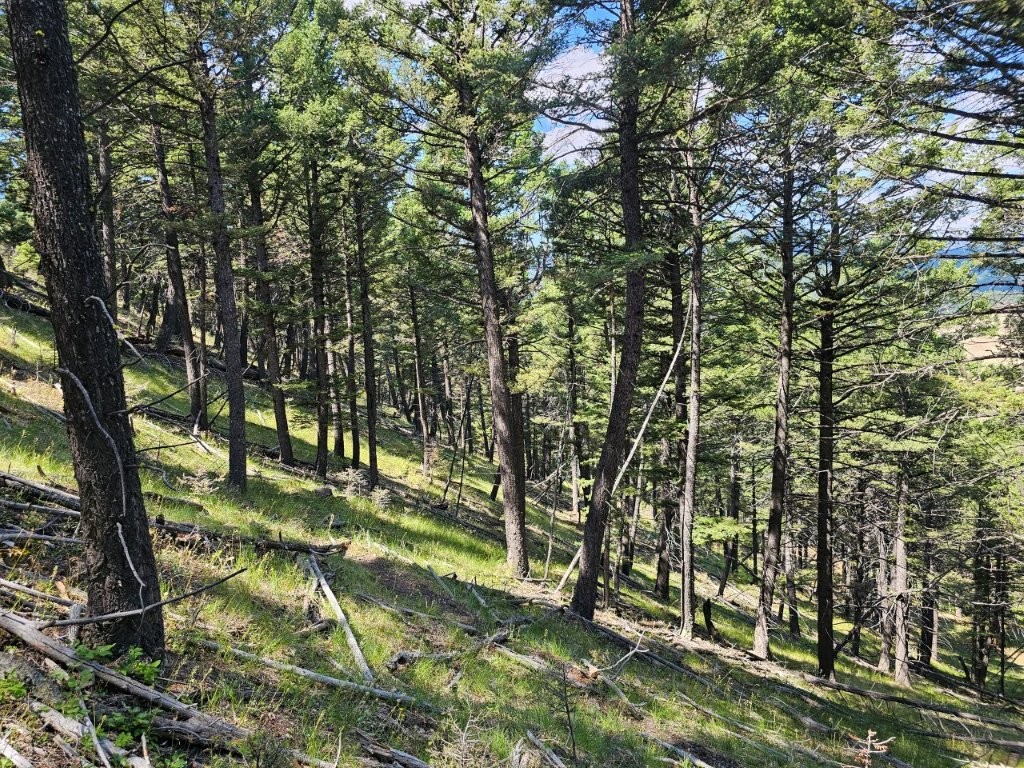 Banner Clancy Creek Road Property Photo 26