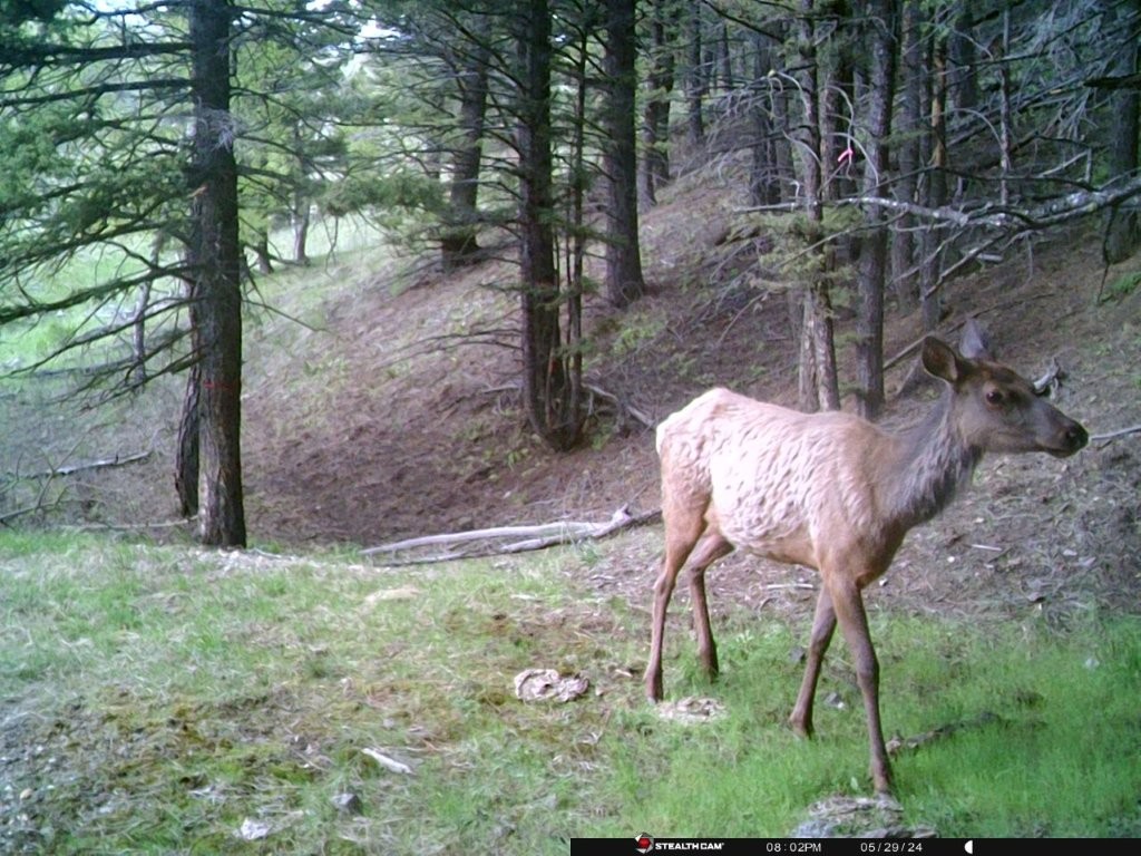 Banner Clancy Creek Road Property Photo 29