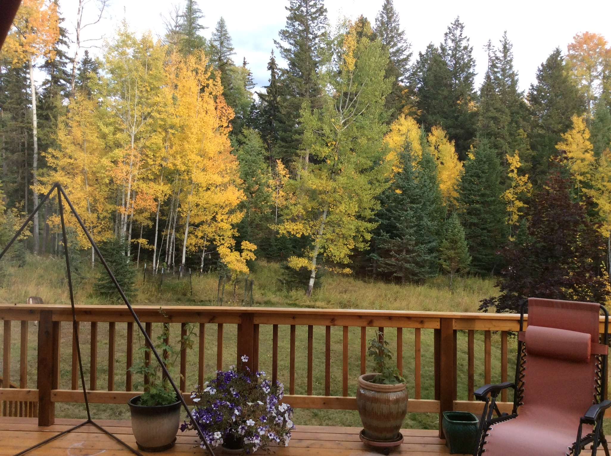 205 Bales Creek Trail Property Photo 74