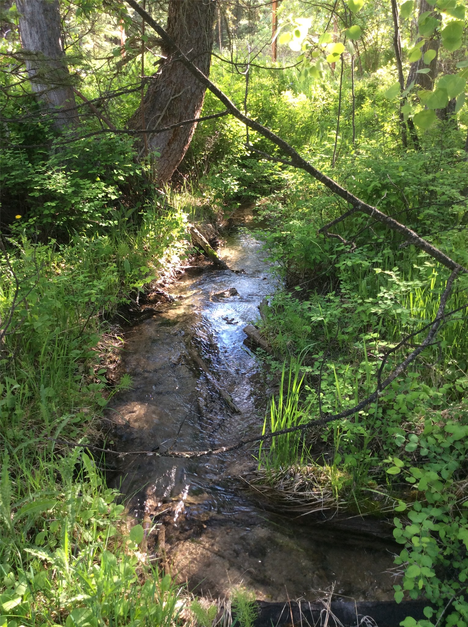 205 Bales Creek Trail Property Photo 79