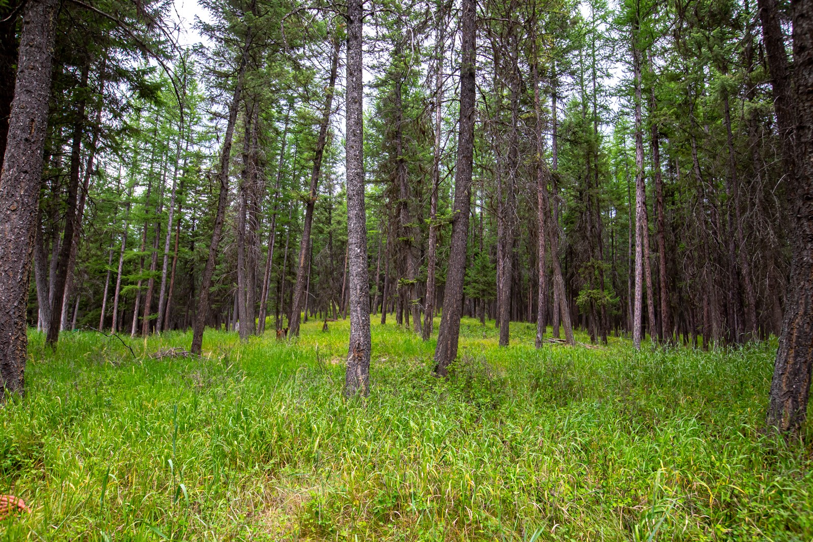 1085 K M Ranch Road Property Photo 68