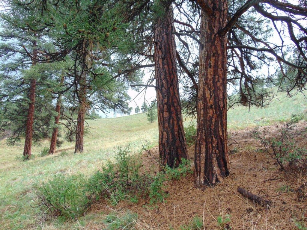 Tbd Shady Springs Property Photo 7