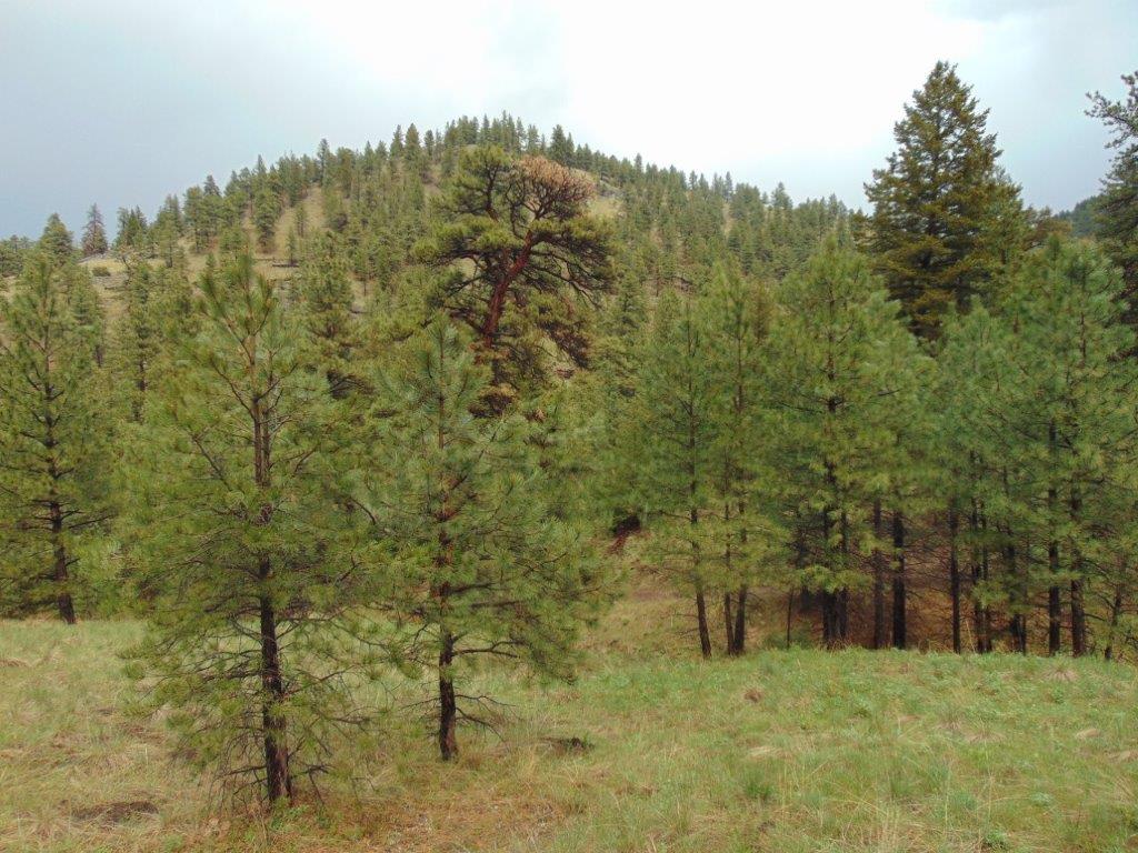 Tbd Shady Springs Property Photo 10