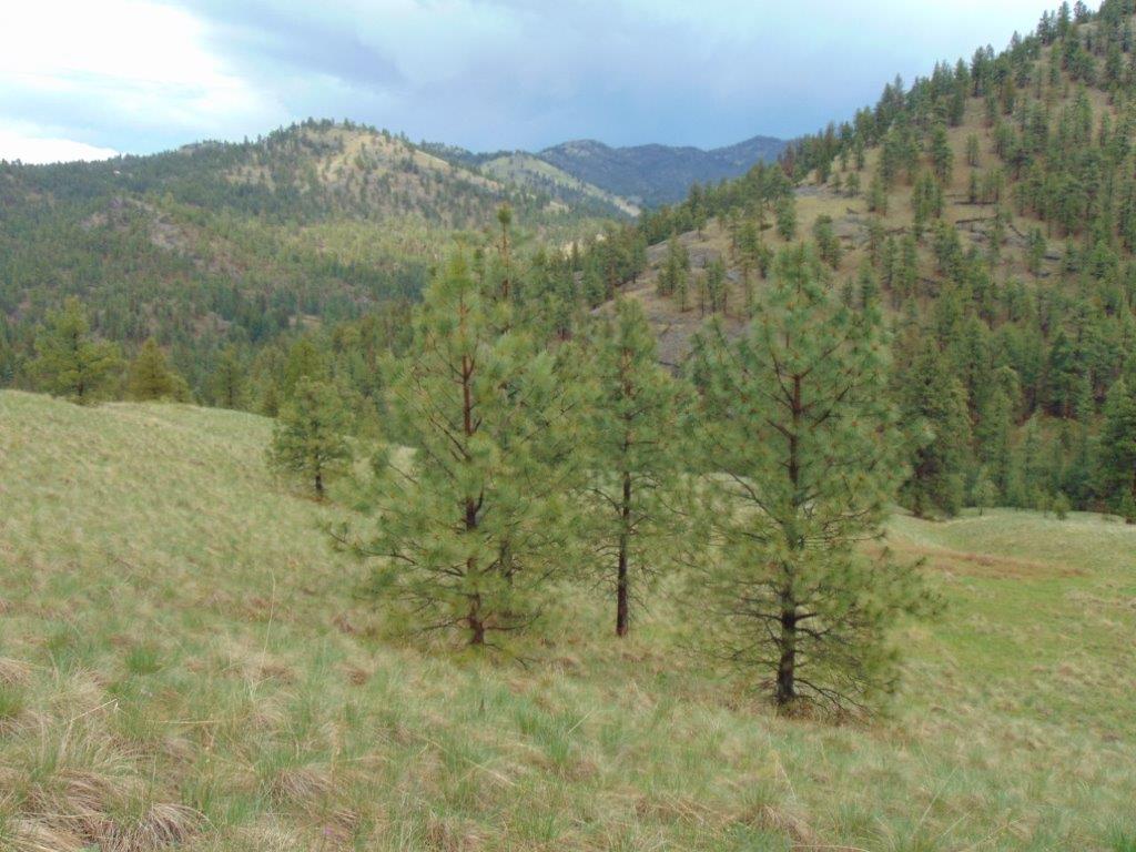 Tbd Shady Springs Property Photo 22