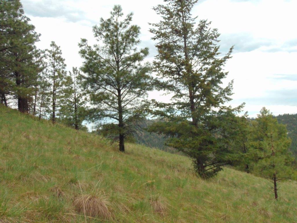Tbd Shady Springs Property Photo 23