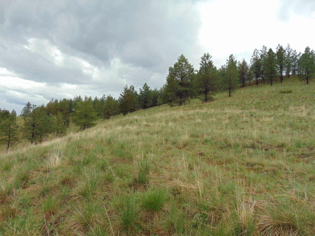 Tbd Shady Springs Property Photo 34