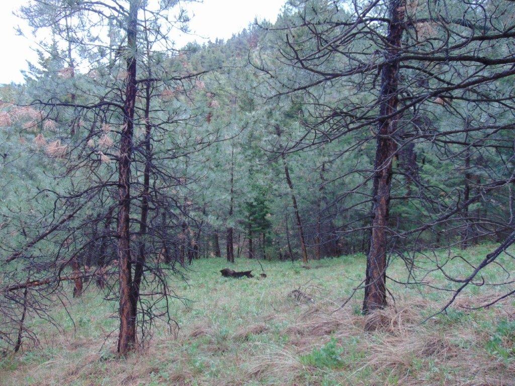 Tbd Shady Springs Property Photo 41
