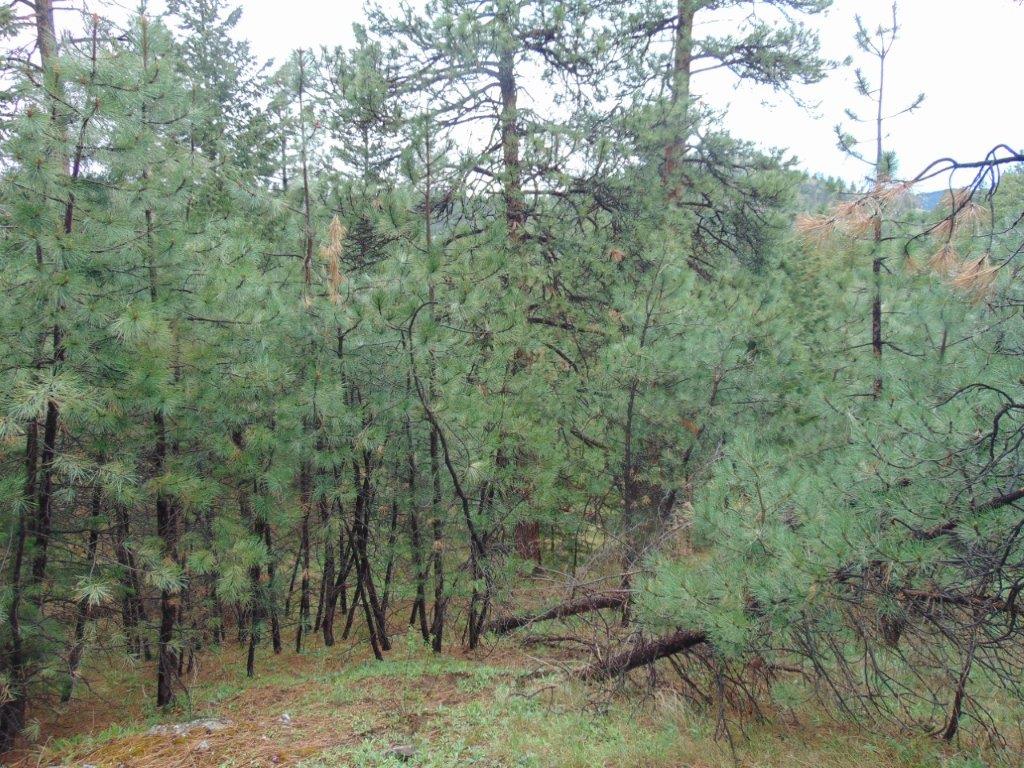 Tbd Shady Springs Property Photo 42