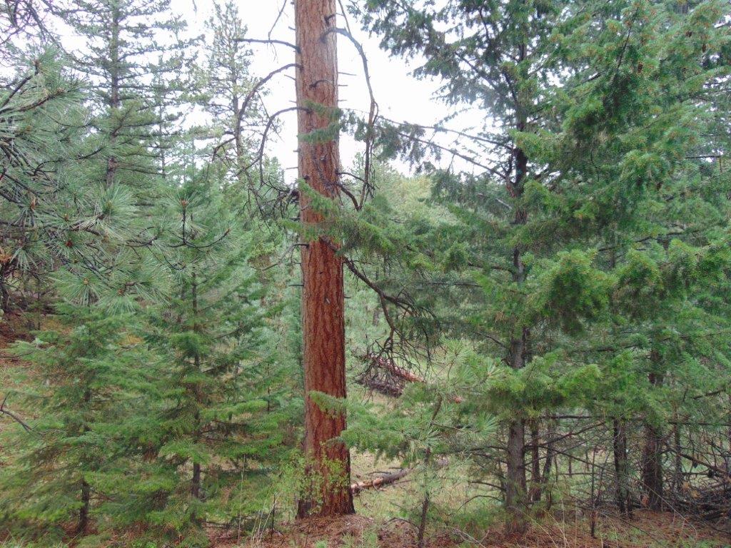 Tbd Shady Springs Property Photo 43