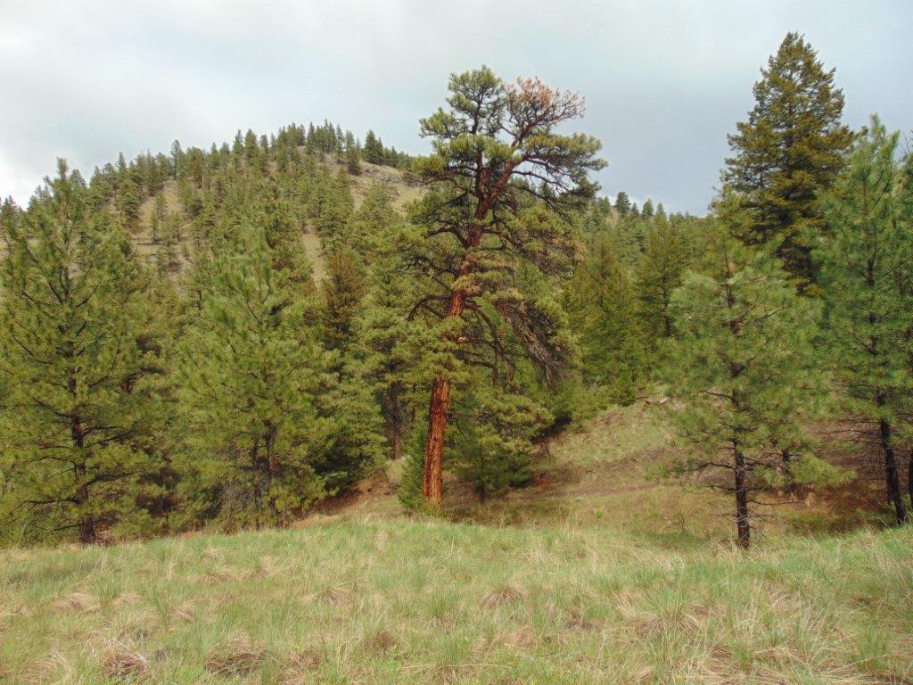 Tbd Shady Springs Property Photo 53